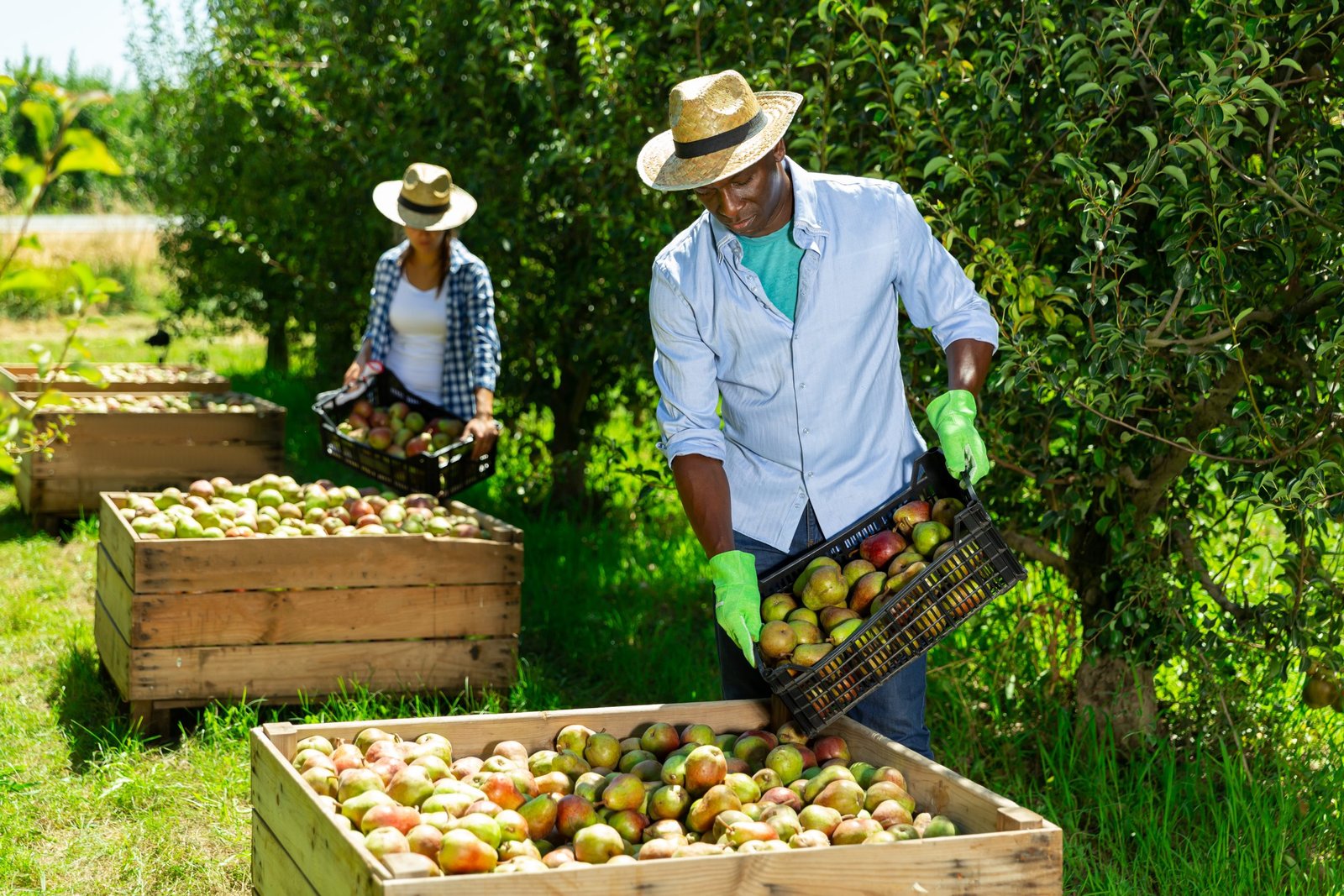 Fruit Farm Labor Jobs Hiring in Canada