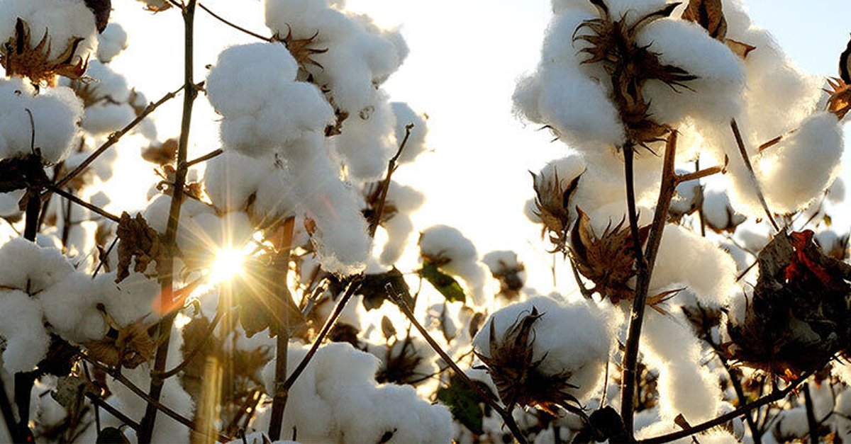 Jobs in the Australian cotton industry