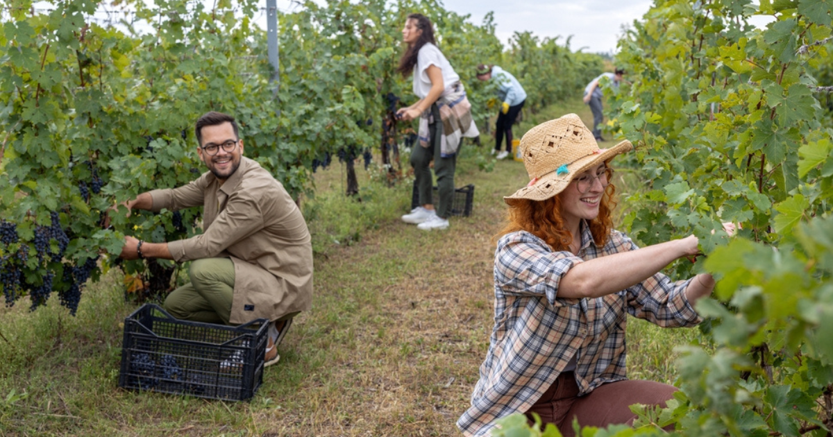 Career Opportunities in Vineyards and Wineries in Canada